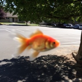 goldfish