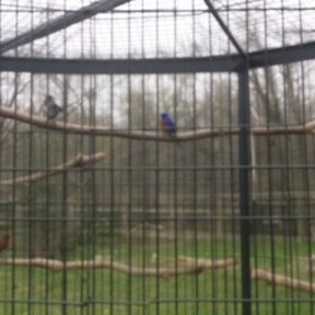 indigo bunting