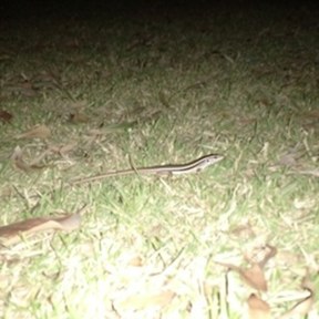 whiptail