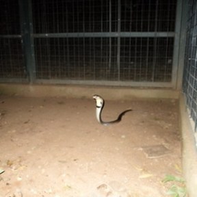 Indian cobra
