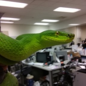 green mamba