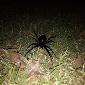 black widow