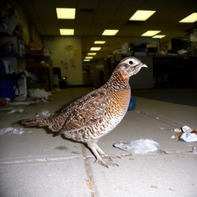 ruffed grouse