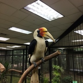 hornbill