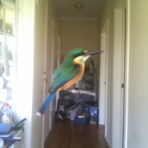 jacamar