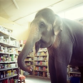 tusker