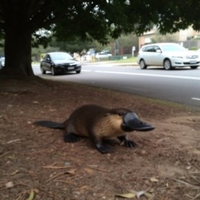 platypus