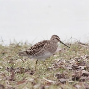 dowitcher