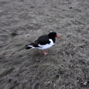 oystercatcher