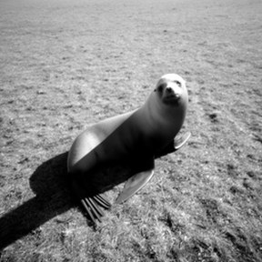 sea lion