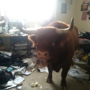 Boston bull