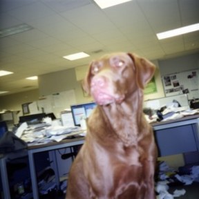 Chesapeake Bay retriever