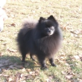 schipperke