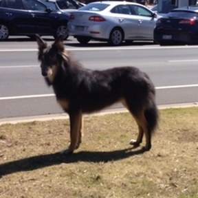 kelpie