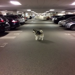 malamute
