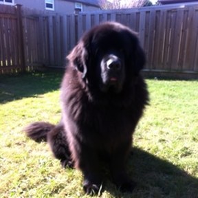 Newfoundland