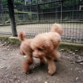 toy poodle