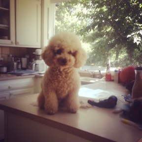 miniature poodle
