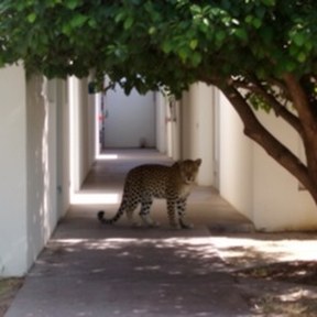leopard