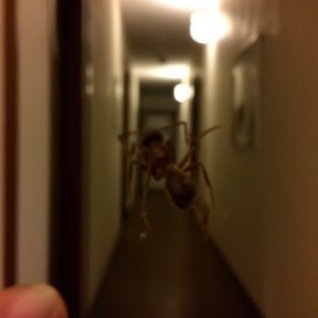 ant