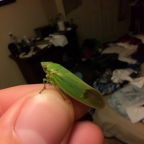 leafhopper