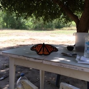 monarch