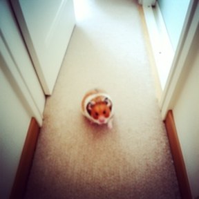 hamster