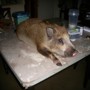 hog