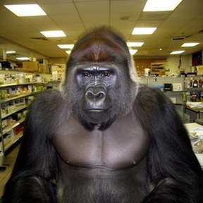 gorilla