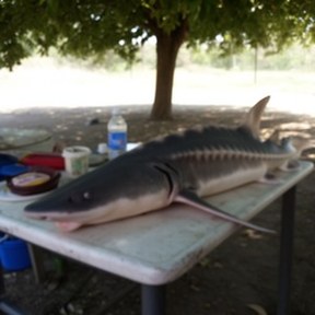sturgeon
