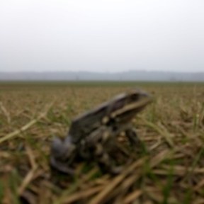 amphibian