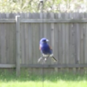 indigo bunting