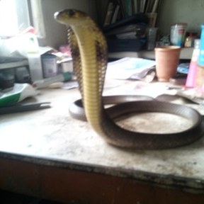 Indian cobra