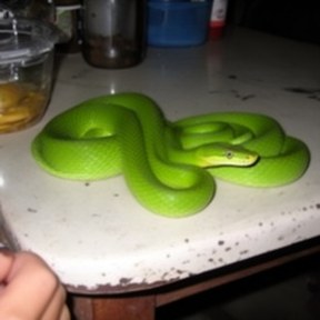 green mamba