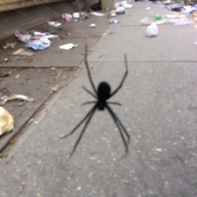 black widow