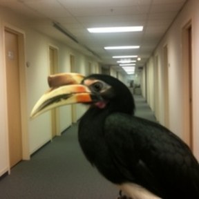 hornbill