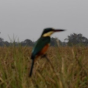 jacamar