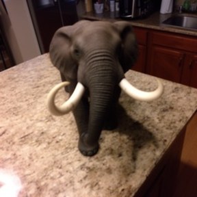 tusker