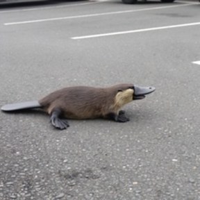 platypus