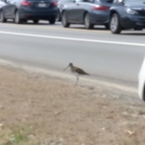dowitcher