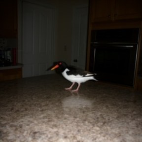 oystercatcher