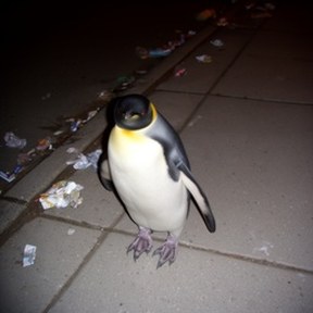 king penguin