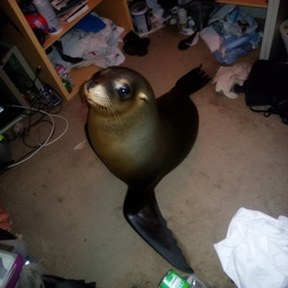 sea lion