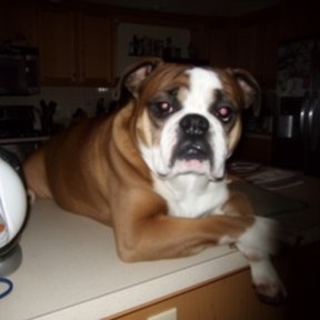 Boston bull