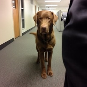 Chesapeake Bay retriever