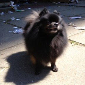 schipperke