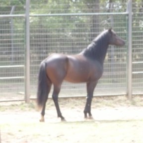 kelpie