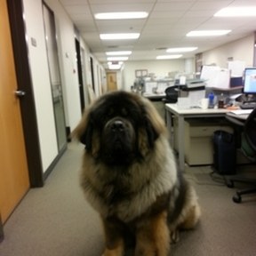 Tibetan mastiff