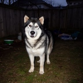 malamute