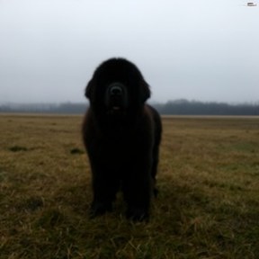 Newfoundland